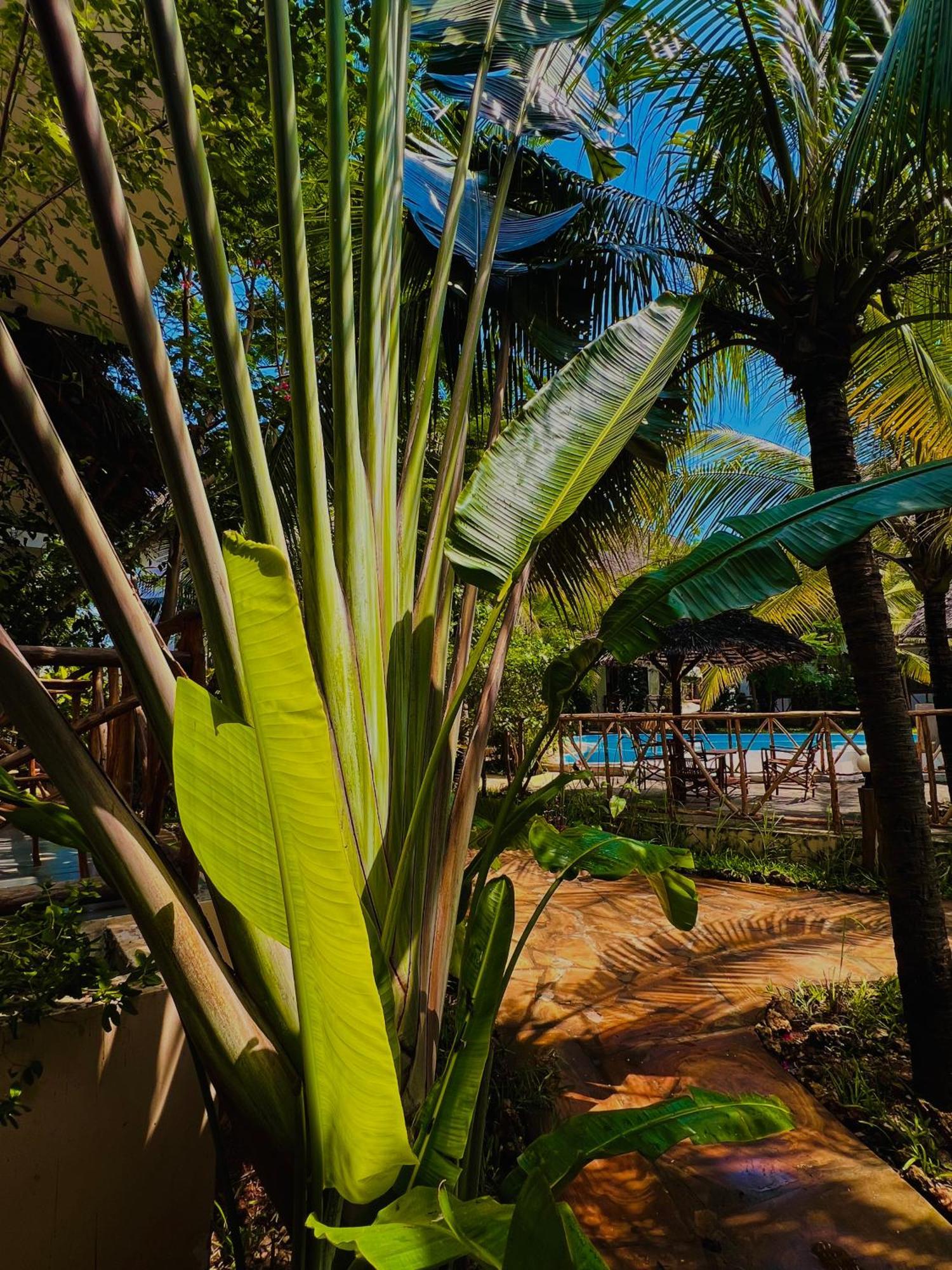 Tropical Nungwi Hotel Ngoại thất bức ảnh